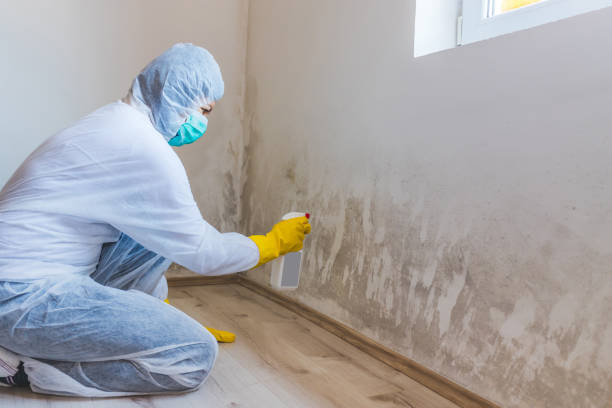 Licensed Basement Mold Remediation service in Demarest, NJ - WQB Mold Removal