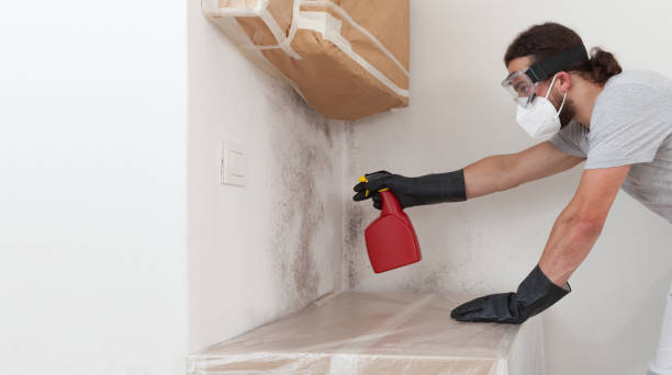 Professional Basement Mold Remediation technician working in Demarest, NJ