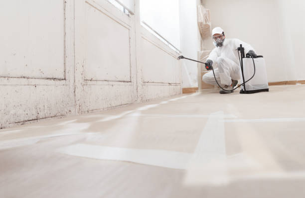 24/7 Emergency Basement Mold Remediation experts in Demarest, NJ