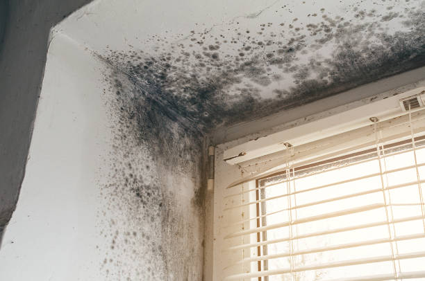 Affordable Basement Mold Remediation solutions in Demarest, NJ