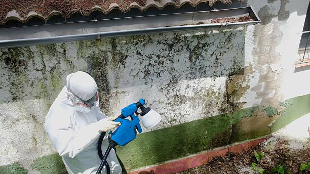 Top rated local Basement Mold Remediation specialists in Demarest, NJ